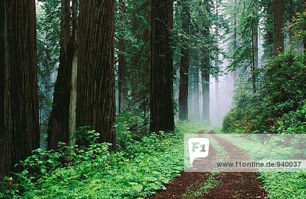 Del Norte Redwoods im Nebel. Redwood-Nationalpark. Kalifornien. USA