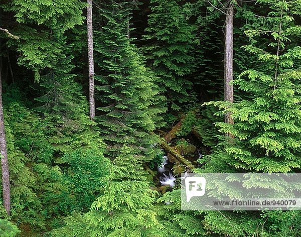Creek fließt durch dichten Wald. Olympic-Nationalpark. Washington. USA