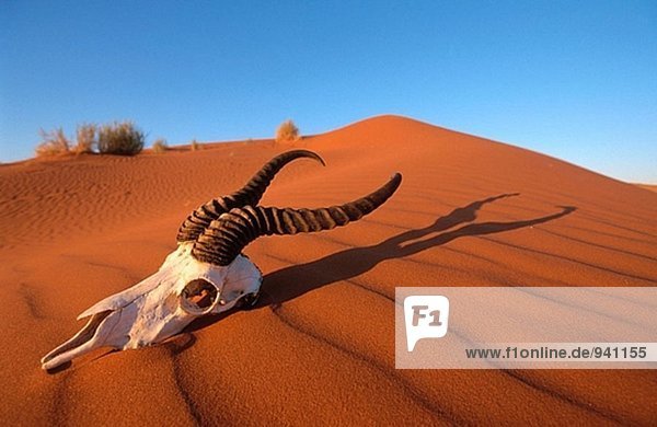 Schädel von Springbok. Namib-Naukluft. Namibia