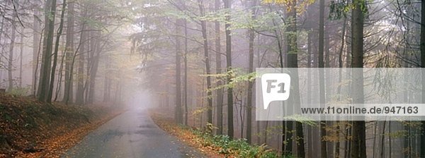 Road. Bayerischer Wald. Bayern. Deutschland