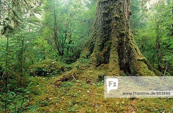 Moss-abgedeckt Douglasie. HOH Regenwald. Olympic-Nationalpark. Washington. USA