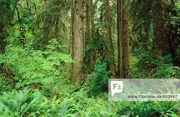 Schwert Farn (Nephrolepis Cordifolia)  Vine Maple (Weinblatt-Ahorn) und Hemlock (Tsuga sp.). Queets Regenwald. Olympic-Nationalpark. Washington. USA