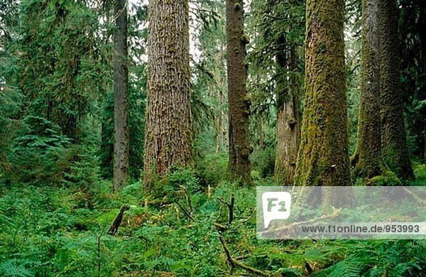 Moss-abgedeckt Douglasien (Pseudotsuga Menziesii) und Hemlock (Tsuga sp.). Halle der Moose. HOH Regenwald. Olympic-Nationalpark. Washington. USA