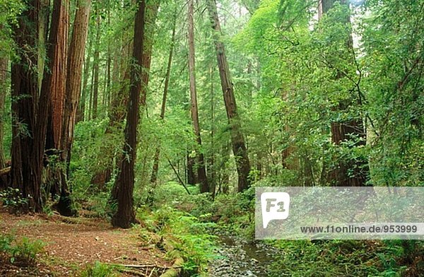 Redwood (Sequoia Sempervivens) Creek im Sommer. Muir Woods Nationalmonument. Marin County. Kalifornien. USA