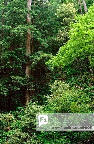 Redwood (Sequoia Sempervivens) und Ahorn (Acer Macrophyllum) chrysolepis im Frühjahr. Muir Woods Nationalmonument. Marin County. Kalifornien. USA