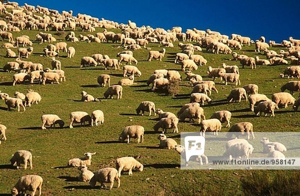 Flock of sheep. South Canterbury. New Zealand