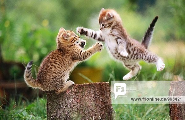 Katzen spielen