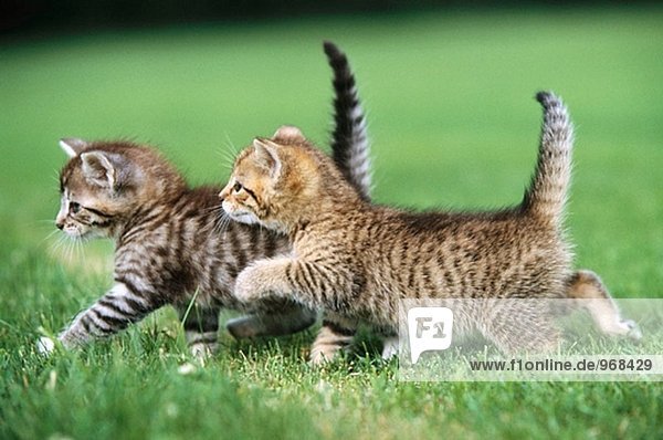Hauskatzen
