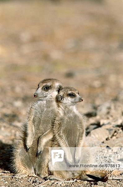 Meerkat oder Suricate (Suricata Suricatta) 2 verschiedene im Alter von Jugendlichen auf der Suche am Rande der ihre Burrow. Kgalagadi Wüste. Südosten Namibias