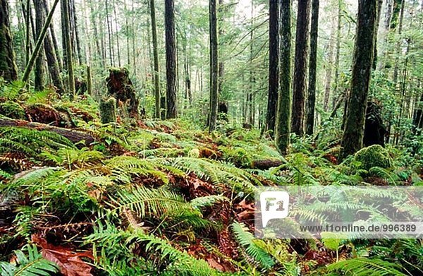 Wald in Gowlland-Tod Provincial Park. Saanich  British Columbia  Kanada.