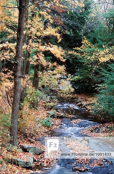 Herbstbäume und stream