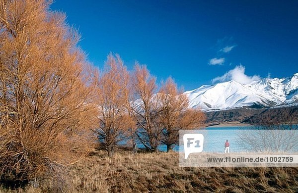 Lake Pukaki and Ben Oahu range. Tourists enjoy larch trees in autumn colours near Mount Cook station. New Zealand.