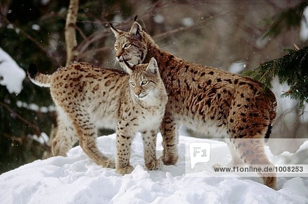Luchs (Lynx Lynx) Mutter und Cub Standing nahe beieinander im Schnee. Winter. National Park Bayerischen Wald. Deutschland.