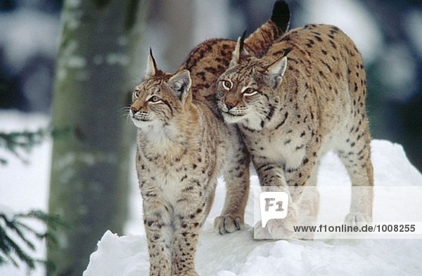Luchs (Lynx Lynx) Mutter und Cub. Nahe beieinander stehen im Schnee. Winter. National Park Bayerischen Wald. Deutschland.