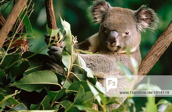 Koala (Phascolarctos cinereus). Queensland. Australia