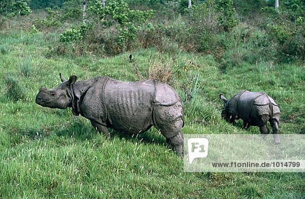 Rhinoceros. Chitwan National Park. Nepal