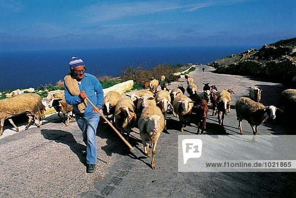 Malta. Gozo Insel. Sheperd und Schafe