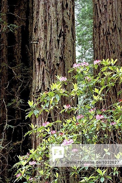 Rhododendren (Rhododendron SP.) und Redwoods (Sequoia Sempervirens). Redwood-Nationalpark. Kalifornien. USA