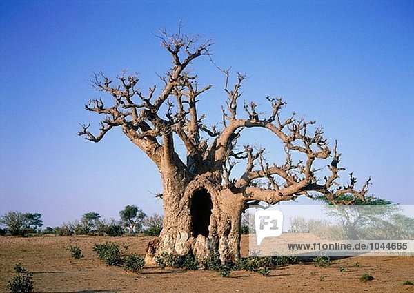 gebraucht Mensch Menschen Baum Mütze Wald begraben Verehrung Querformat Senegal