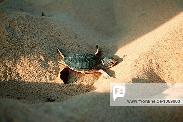 grün Meer Landschildkröte Schildkröte Heiligtum Brasilien grün,Meer,Landschildkröte,Schildkröte,Heiligtum,Brasilien