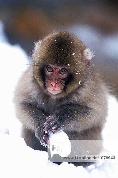 Japanische-Makak (Macaca Fuscata). Japan Japanische-Makak (Macaca Fuscata). Japan