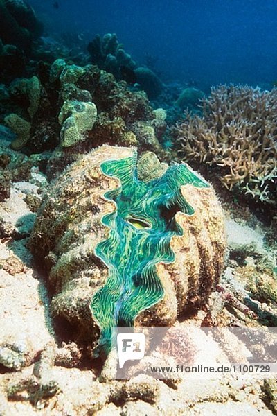 Tevoroa giant Clam (Tridacna Tevoroa). Great Barrier Reef Australien