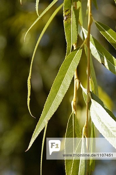 Weeping Willow leaf