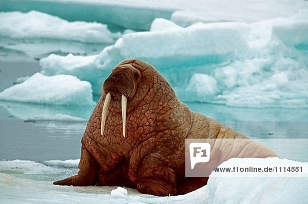 Walrus (Odobenus Rosmarus). Spitzbergen  Svalbard Archipels. Norwegen