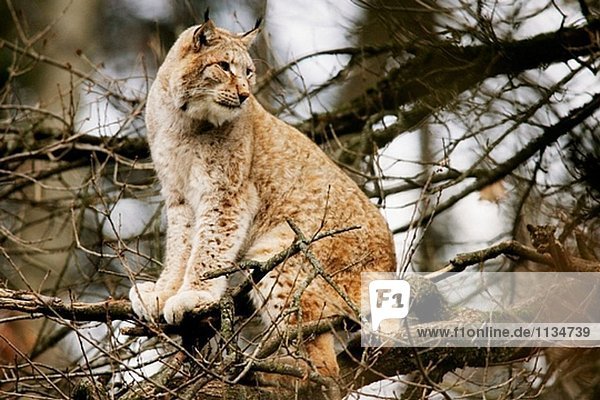 Europäischen Luchs (Lynx Lynx)