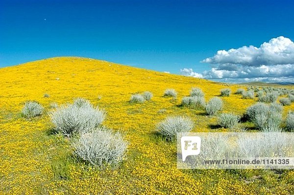 Goldfields (Lasthenia Californica) und Wüsten-Beifuß auf Hügel  Antelope Valley  Kalifornien