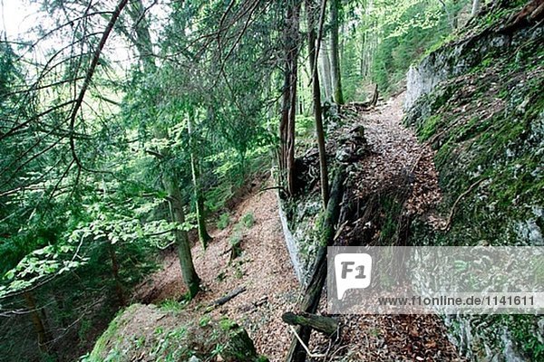 Waldweg in einer Gesamtstruktur mit Beechtrees (Fagus Sylvatica) und Fichten (Picea) in der Nähe von Aschau Im Chiemgau  Chiemgau  Alpen  Oberbayern  Oberbayern  Deutschland
