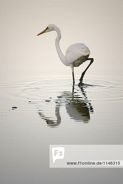 Great egret. Edgewater  Perth. Western Australia.