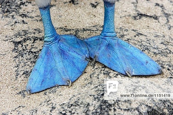 Blaufußtölpel (Sula Nebouxii). Española (Haube) Insel,  Galapagos-Inseln,  Ecuador
