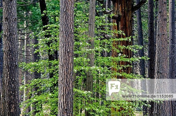 Hartriegel Blumen blühen im Frühjahr in immergrünen Wald im Frühjahr  Yosemite Valley  Yosemite National Park  Callifornia