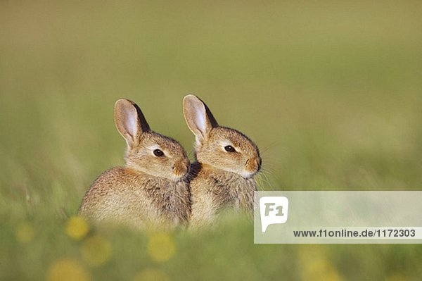 Kaninchen (Oryctolagus Cuniculus) zwei Jugendliche vor Burrow Eingang in späten Abend Sun. Schottland. Juli 2005. Kaninchen (Oryctolagus Cuniculus), zwei Jugendliche vor Burrow Eingang in späten Abend Sun. Schottland. Juli 2005.