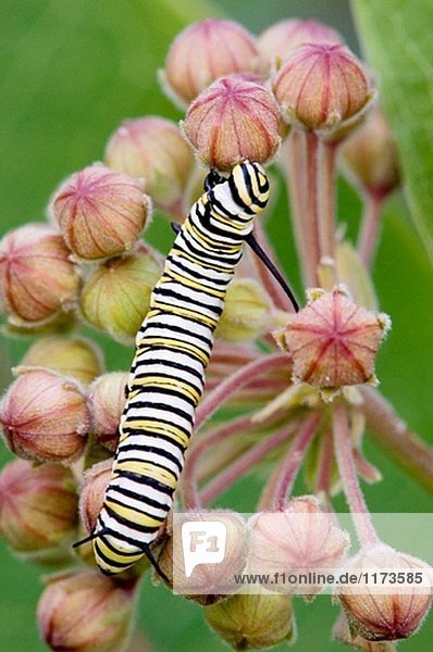 Monarchfalter (Danaus Plexippus) Raupe Fütterung auf Milkweed Blume. Lebhafte  ON  Kanada