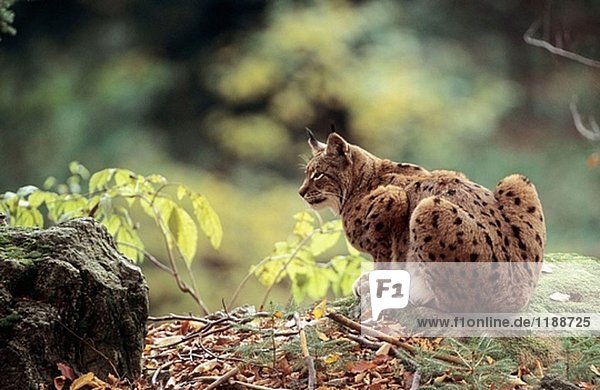 Lynx weiblich (Lynx Lynx) gefangen. Nationalpark Bayerischer Wald  Deutschland