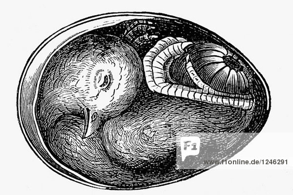 Chicken embryo in egg. Antique drawing  ca. 1900.
