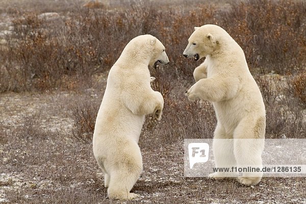 Zwei Eisbären Kämpfe in Tundra  Cape Churchill  Kanada