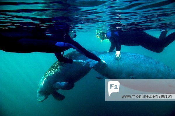 Two scuba divers touching sea cow underwater