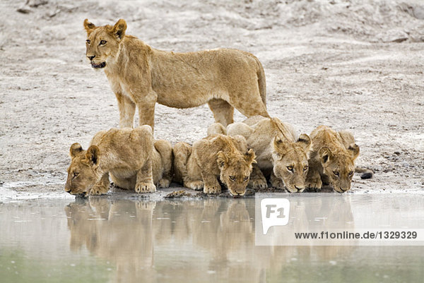 Africa  Botswana  Lioness and cubs