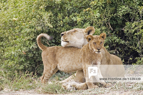 Africa  Botswana  Lioness and cub