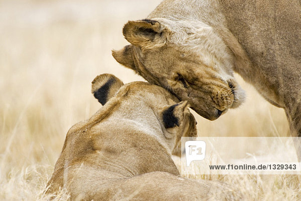 Africa  Botswana  Lions