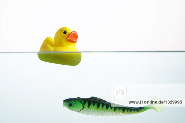 Rubber duck and toy fish in water