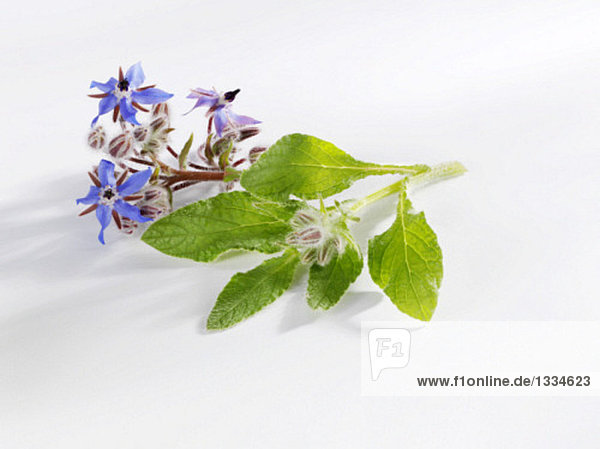 Borretsch mit Blüten