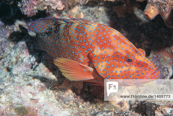 Wildlife. Fisch. Coral Cod. Sägebarsche (Serranidae). Great Barrier Reef. Queensland. Australien. Cephalopholis Miniatus.