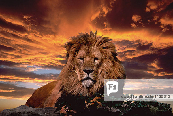 Wildlife. Säugetier. Lion. Erwachsenen männlichen Löwen. Sonnenuntergang.