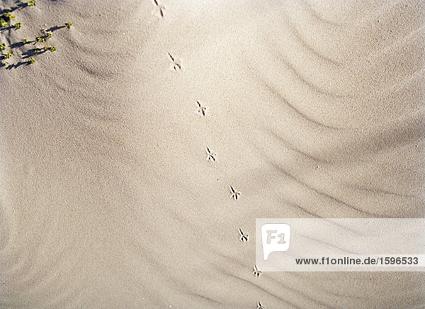 Spuren eines Vogels auf Sand.