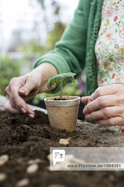An old Scandinavian woman pots a plant Sweden.