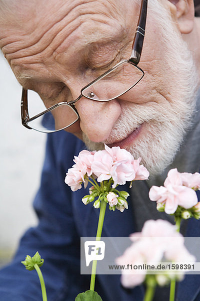 An elderly man smelling pelargonium Sweden.